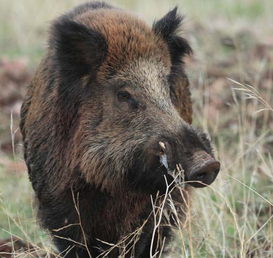 Se elevan a 13 los casos de peste porcina africana y el Gobierno sigue instando a mantener un alto nivel de alerta Se elevan a 13 los casos de peste porcina africana y el Gobierno sigue instando a mantener un alto nivel de alerta