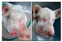 PROTOCOLO PARA LA PREVENCIÓN Y CONTROL DE ENFERMEDAD  DE AUJESZKY EN PERROS DE CAZA